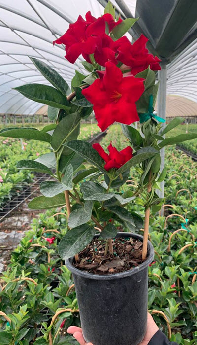 Deep Red Dipladenia